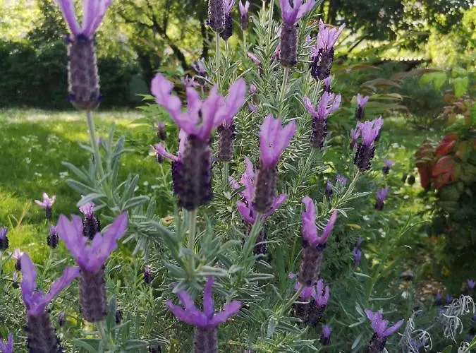 Molino2rosso ורונה