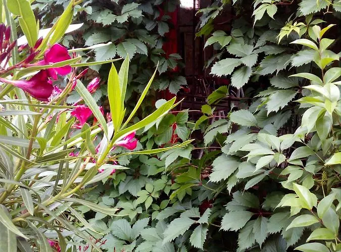 摩里诺罗索住宿加早餐旅馆